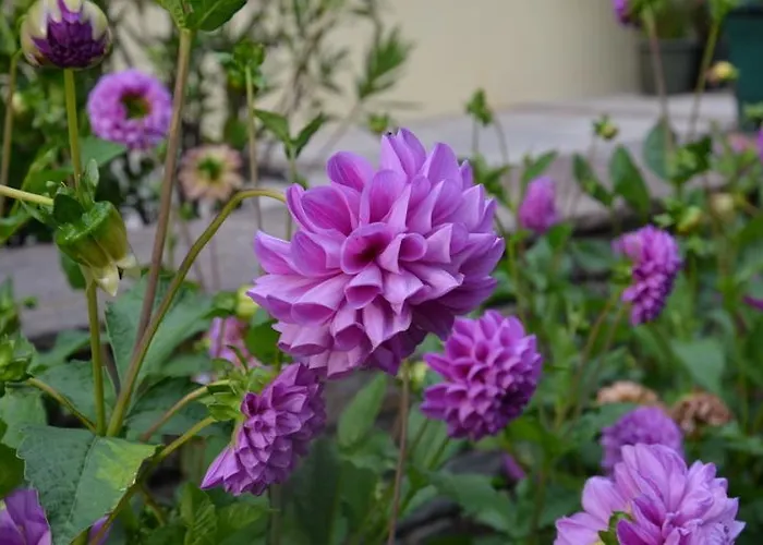 Hotel-pension Strolz Готель