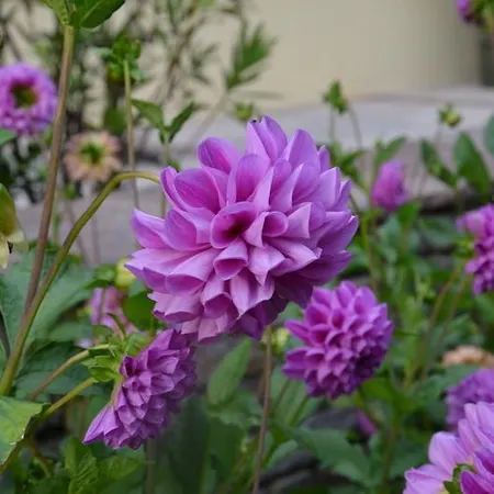 Hotel-pension Strolz Hotel